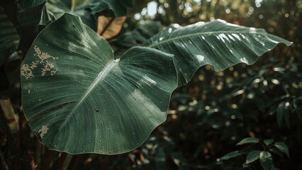 Wall Mural - vibrant banana leaf surface in natural setting