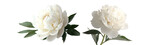 white peony flower isolated on a transparent background