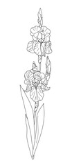 Wall Mural - flowering iris with leaves outline drawing