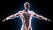 © watcharee - A digital rendering of a muscular human figure with glowing lines representing muscles and energy, set against a dark background.