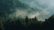 © Quantum - Mist gently rises over a dense, lush green forest, creating a serene and mystical atmosphere in the early morning light.
