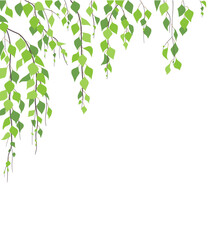 Wall Mural - Side Corner  Border  with Green Birch Branches