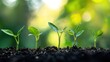 © sambath - A row of young green plants growing in soil with a blurred green background.