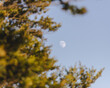 © Travel 'n' Lifestyle - View of a waxing gibbous moon hanging in the pale blue sky, framed by the golden-tinged branches of a lush tree, Avellino, Campania, Italy.