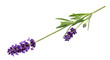 © Ines - Isolated Lavender Sprig