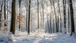 © Chotijah - Sunbeams pierce a winter wonderland.