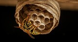 Close up wasp nest insect yellow and black stripes dangerous stinging pest control entomology wildlife nature