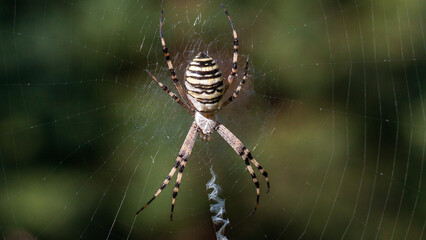 spider on web