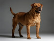 © GeraldoAndres - Full-Body Tosa Inu in Firm Stance - Tosa Inu japonés en actitud firme y cuerpo completo