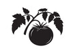 © Mdkudrat - Black and white silhouette of a fresh ripe tomato with leaves and stem healthy garden vegetable food ingredient
