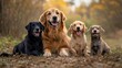 © Molly P - Four adorable dogs sit happily together in a sunny outdoor scene, showcasing their joyful expressions and warm companionship, perfect for animal lovers.