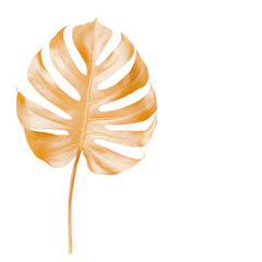 Wall Mural - a close-up shot of a golden monstera leaf against a clean, white background. the leaf's intricate ve