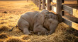 © Andsx - Baby Elephant Resting in Hay at Sunset near Wooden Fence