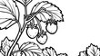 © Mundhut - Black and white illustration of a strawberry plant