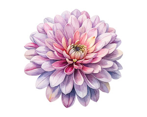 watercolor chrysanthemum flower vector illustration isolated on white background