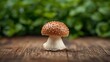 © MOHAMMOD - A single wild mushroom with a spotted cap sits on a wooden surface with a blurred green background