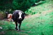 © Liviu - Black and white cow walking toward the camera on a mountain path, with a brown cow behind
