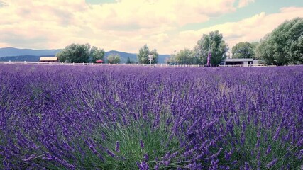 Wall Mural - Time-lapse of a beautiful, wide field of purple lavender under a partly cloudy sky