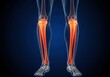 © png stock - Anatomical illustration of human lower legs and shin bones