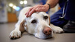 © Image4u - White Labrador dog lying floor with hand petting head vet clinic