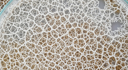A detailed macro shot showcases a complex white web-like pattern with intricate details.