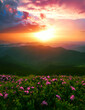 © Rushvol - blooming red pink rhododendrons flowers in the mountains, Carpathian mountains, border Ukraine - Romania,  Transcarpathian, near Rahiv,  Europe....exclusive - yjis image is sell only on Adobe stock