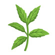 © Antoni - 2D flat vector illustration of a Stevia in icon style, isolated on white background