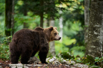 Wall Mural - european brown bear walking through forest in autumn light