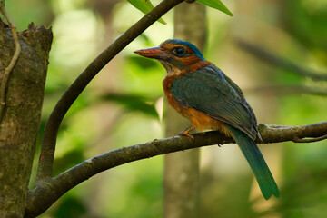 Wall Mural - green-backed kingfisher actenoides monachus colourful bird in alcedinidae endemic to indonesia, can 