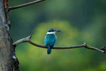 Wall Mural - collared kingfisher - todiramphus chloris medium-sized kingfisher subfamily halcyoninae, the tree ki