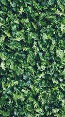 Wall Mural - Lush green foliage background texture, ideal for design