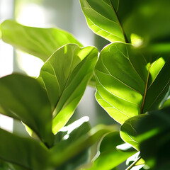 Wall Mural - Sunlit fiddle leaf fig leaves, indoor plant, bright window background, nature photography for home decor