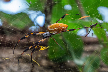 Female Golden Orb Weaver Spider with male trying to mate Nephila is a genus of araneomorph spiders