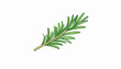 © background - A single sprig of fresh rosemary, illustrated with vibrant green leaves and a woody stem.