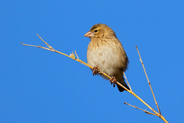 Wall Mural - a female southern red bishop (euplectes orix) perched on a branch, south africa