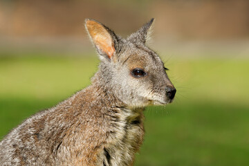 Wall Mural - portrait of a tammar wallaby (notamacropus eugenii) sitting in natural habitat, south australia