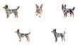 © PNG SET GUY - Set of australian cattle dog cute poses isolated on transparent background