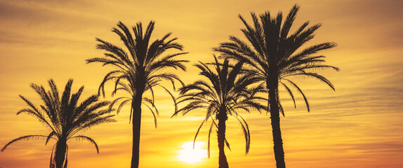Wall Mural - Seascape in the early morning during a beautiful orange sunrise. Palm trees on the beach. San Juan beach, Alicante, Spain