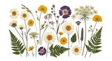 Pressed Flowers Daisies Ferns Wildflowers
