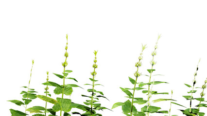 Green grass on white background