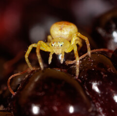 Wall Mural - A yellow spider is on a blackberry