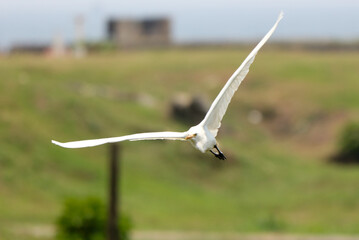 a white bird with a black beak flies over a green field