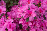 Pink azalea flowers in bloom, azalia flowers background