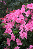 Blooming pink azalias flowers, azalia flowers in a greenhouse