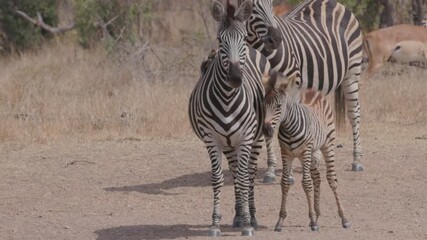 Wall Mural - a zebra foal stands beside its mother near a waterhole at kruger national park of south africa