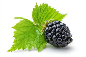 Wall Mural - Fresh blackberry with vibrant green leaves resting on a white background showcasing natural detail and color