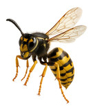 Close-up of a detailed yellow and black wasp with translucent wings and distinctive markings on transparent background.