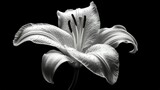 Dramatic Black and White Macro Portrait of a White Lily Flower with Textured Petals and Stamens