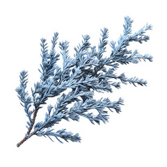 Blue Atlas Cedar Tree Branch Isolated on White Background for Design Projects