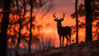 © syaifuddin - Silhouette of a whitetail buck at sunset during the fall, antlers sharply outlined against a glowing orange and red sky, standing still on a ridge with fallen leaves scattered around